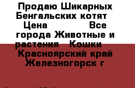 Продаю Шикарных Бенгальских котят › Цена ­ 17 000 - Все города Животные и растения » Кошки   . Красноярский край,Железногорск г.